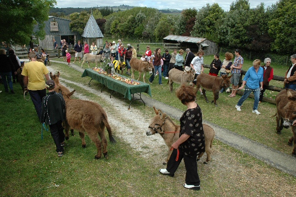 International Day of the Donkey celebration